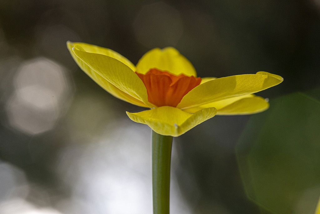 Wild Daffodil Flower by pdulis