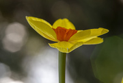 12th May 2020 - Wild Daffodil Flower