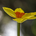 Wild Daffodil Flower by pdulis