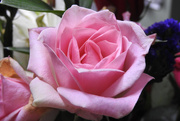 10th May 2020 - Pink Rose