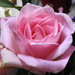 Pink Rose by homeschoolmom