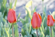 12th May 2020 - Tulips & sunshine