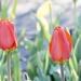 Tulips & sunshine by amyk
