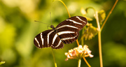 12th May 2020 - Zebrawing Butterfly!