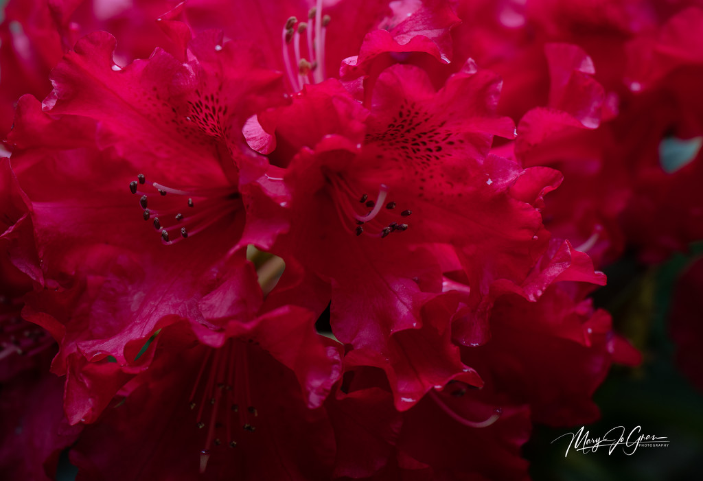~Rhododendron ~ by crowfan