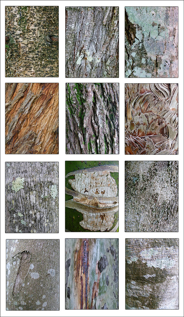 Tree Bark Collage by onewing