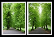 28th Apr 2020 - Avenues of Trees 2
