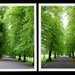 Avenues of Trees 2 by oldjosh