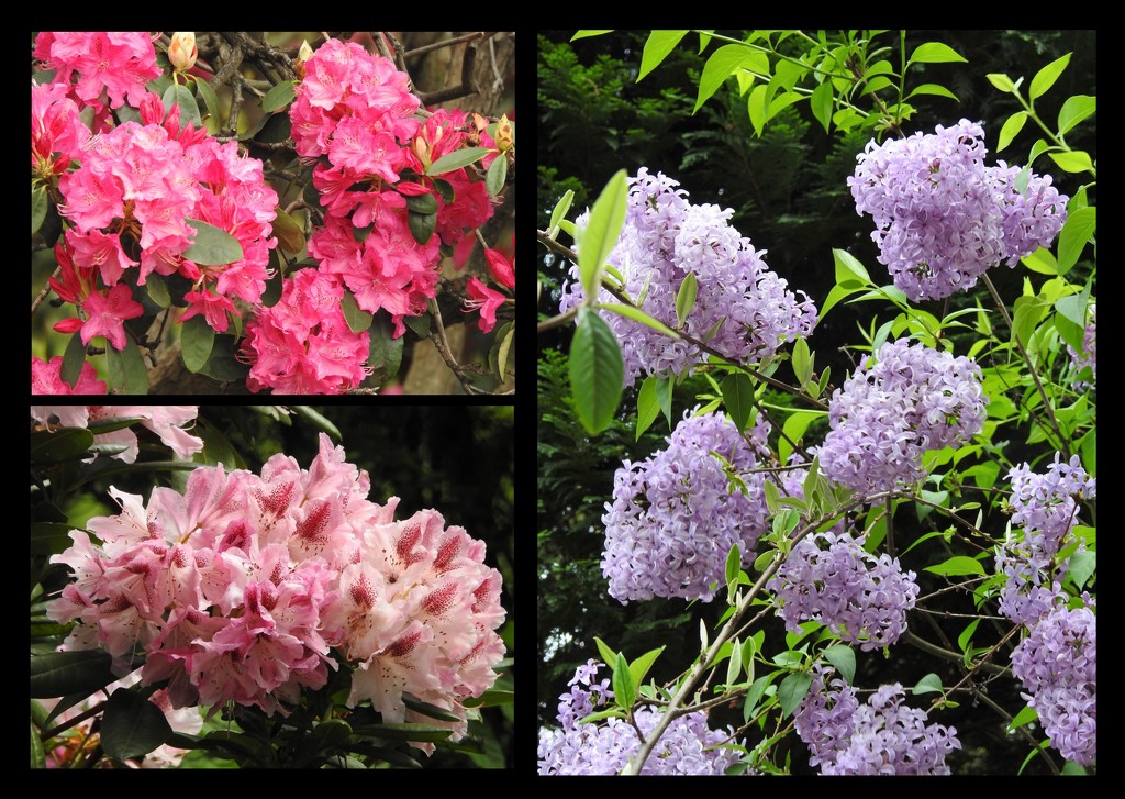 Rhododendrons and Lilac by oldjosh