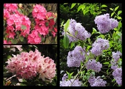 30th Apr 2020 - Rhododendrons and Lilac