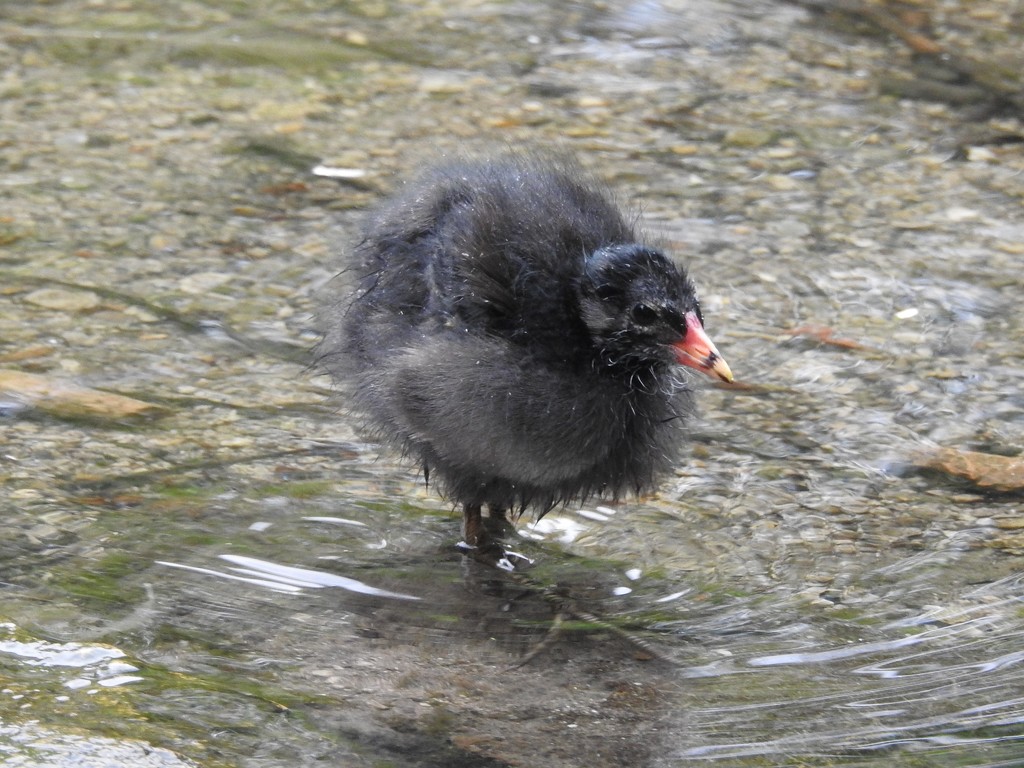 Young Moorhen by oldjosh