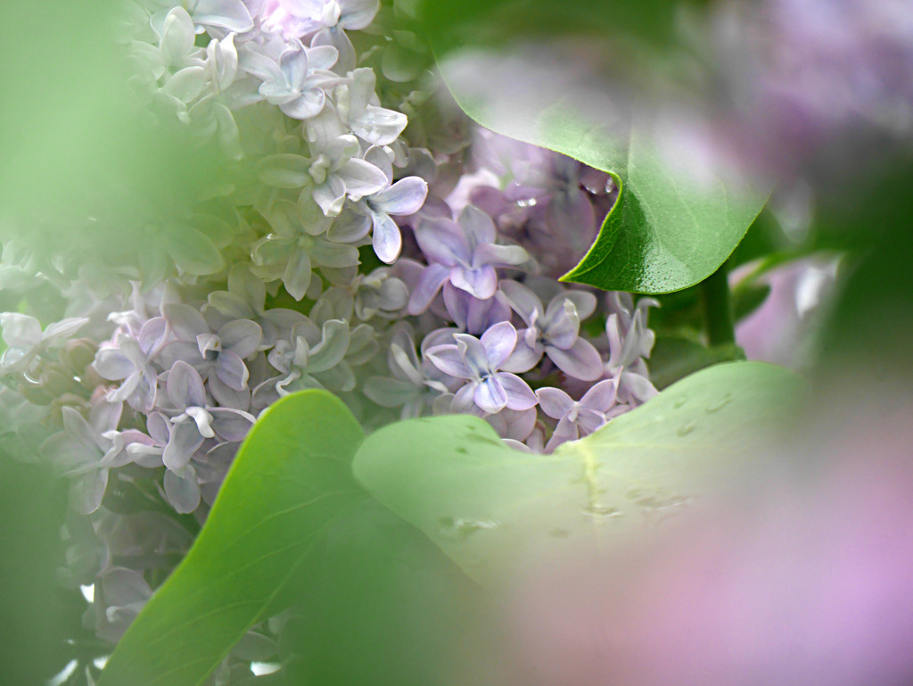 Softly Lilac by gq