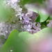 Softly Lilac by gq