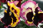 13th May 2020 - two pansies