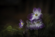 13th May 2020 - African Violet (Pep Ventosa inspired)