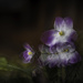 African Violet (Pep Ventosa inspired) by kipper1951