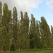 Poplar Trees by oldjosh