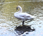 1st May 2020 - Young Swan