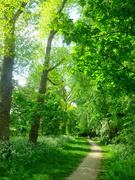 13th May 2020 - T is for Trees