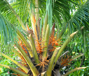 13th May 2020 - Coconut Tree