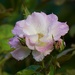 Still Blooming P5130910 by merrelyn