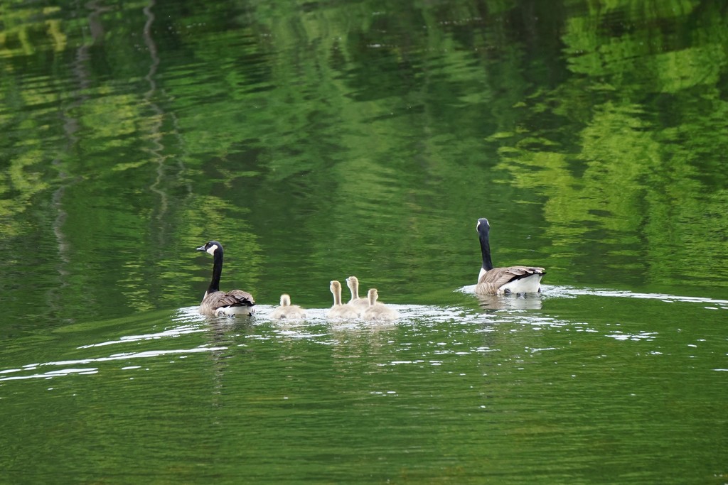 Happy family by tunia