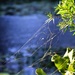 Sunlight On A Cobweb ~       by happysnaps
