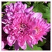 Pretty Pink Chrysanthemum ~      by happysnaps