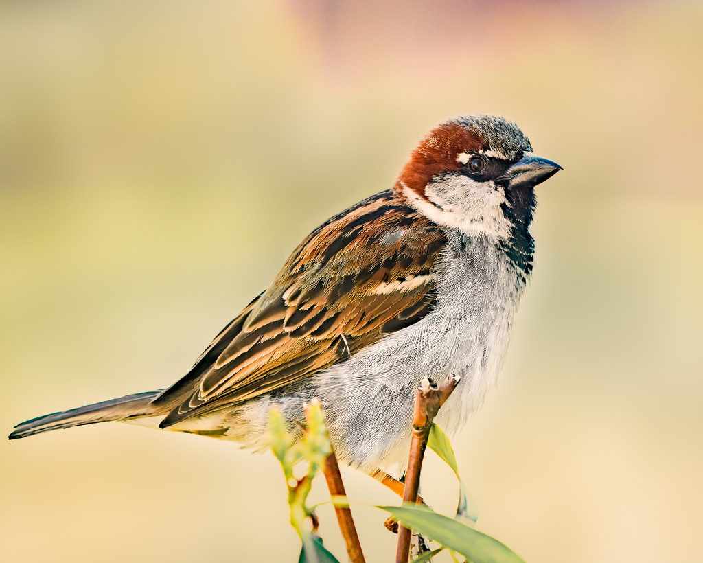 sparrow by jernst1779