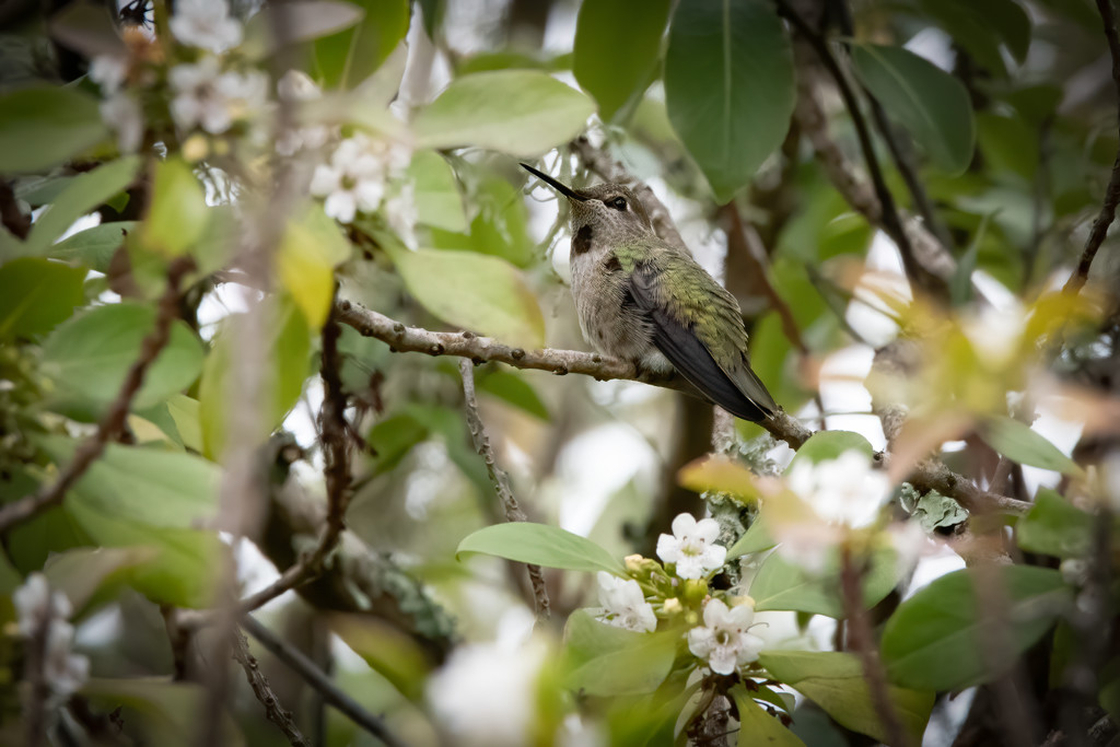 Mother Anna's Hummingbird by nicoleweg