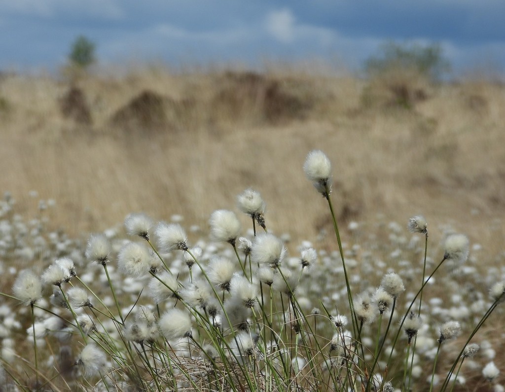 Cotton grass by roachling