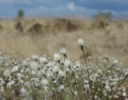 13th May 2020 - Cotton grass