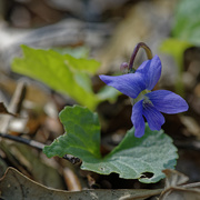 13th May 2020 - early blue violet 