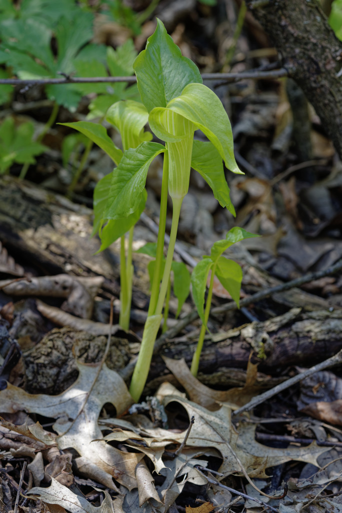 jack in the pulpit by rminer