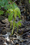 13th May 2020 - jack in the pulpit