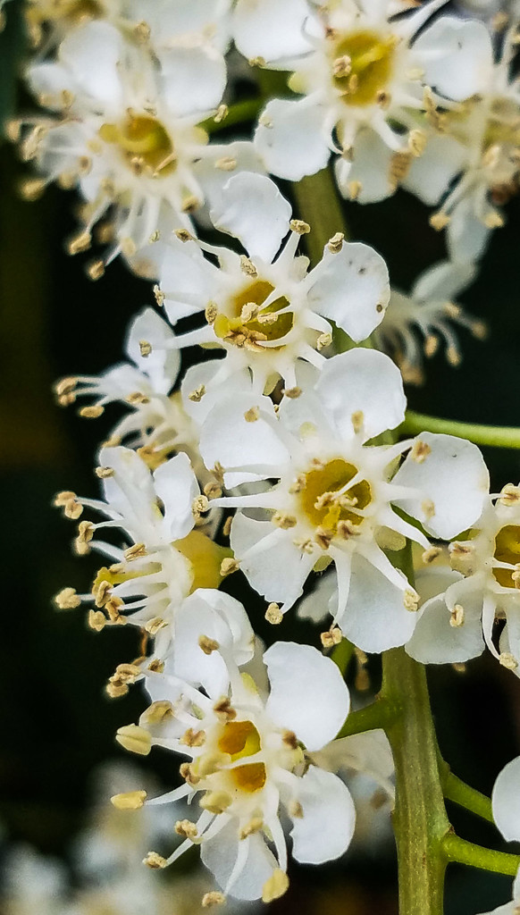 Common or Cherry Laurel by randystreat