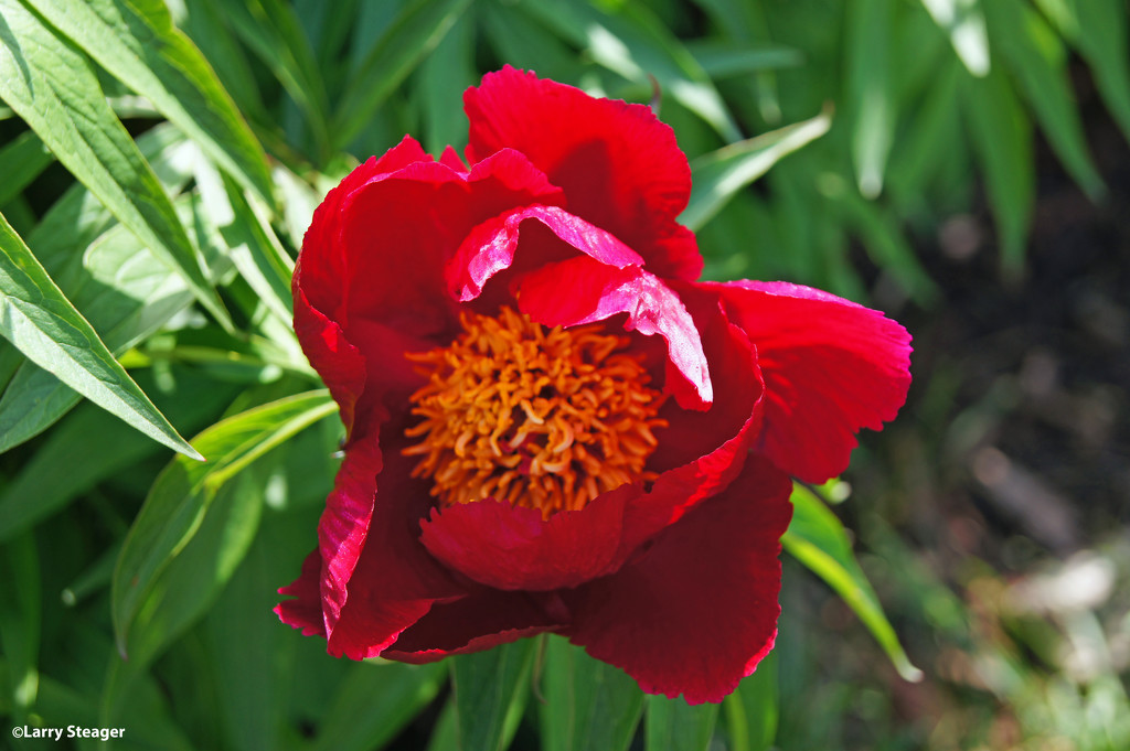 Red Tulip by larrysphotos