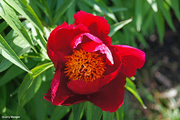 13th May 2020 - Red Tulip