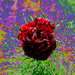 Solarize flower by larrysphotos