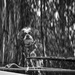 Camper Window Doggie Walk Talk Zone by kvphoto