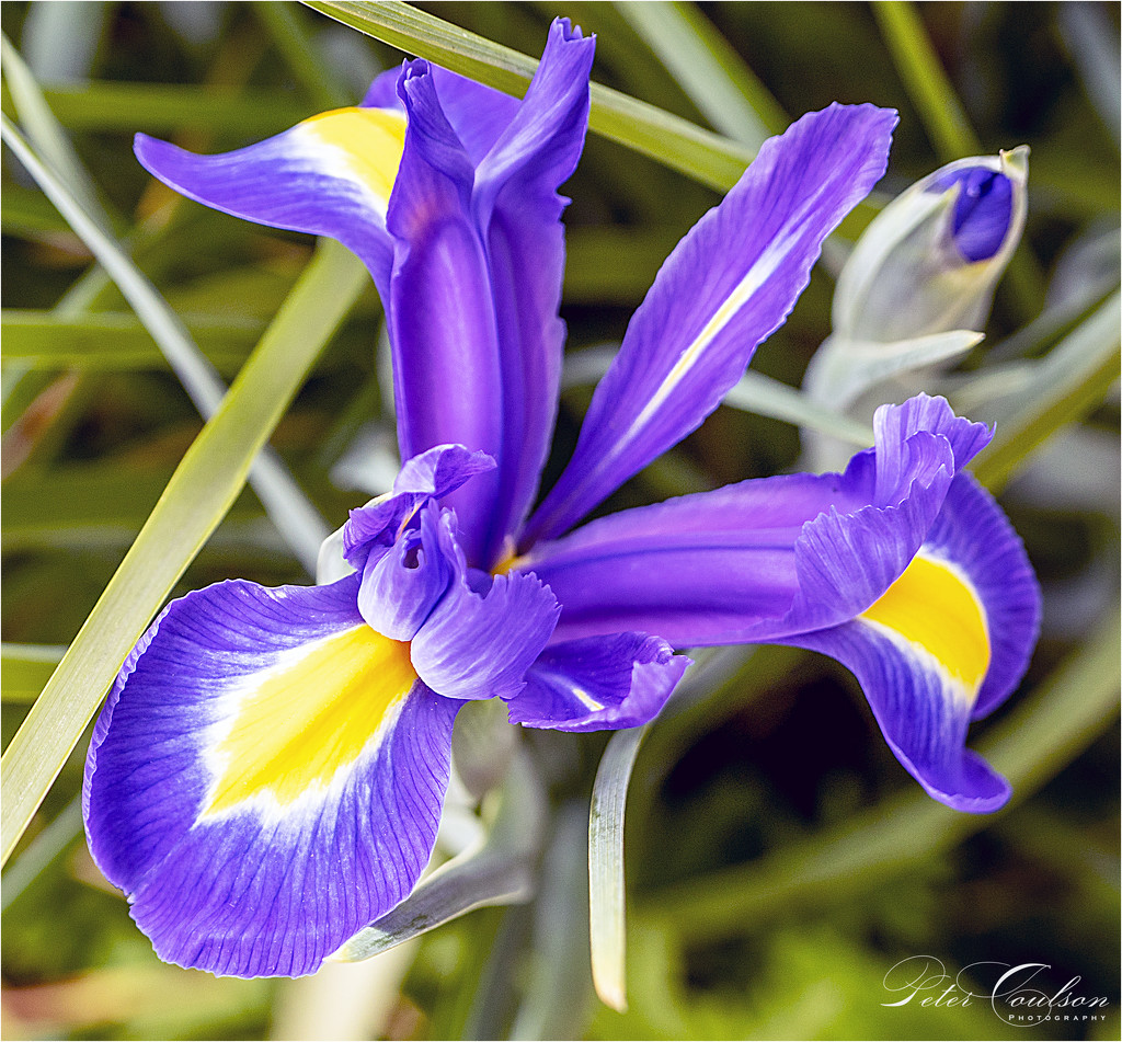 Dutch Iris by pcoulson