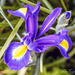 Dutch Iris by pcoulson