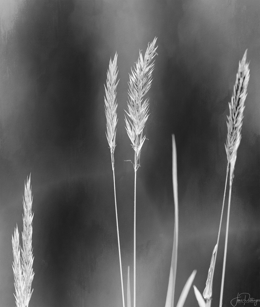 Black and White Grass  by jgpittenger