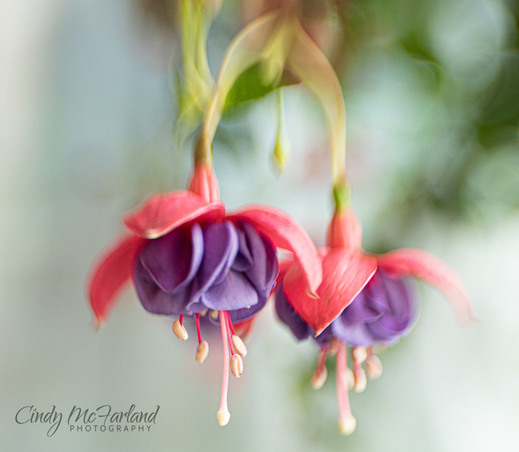 Lovely Fuchsia by cindymc
