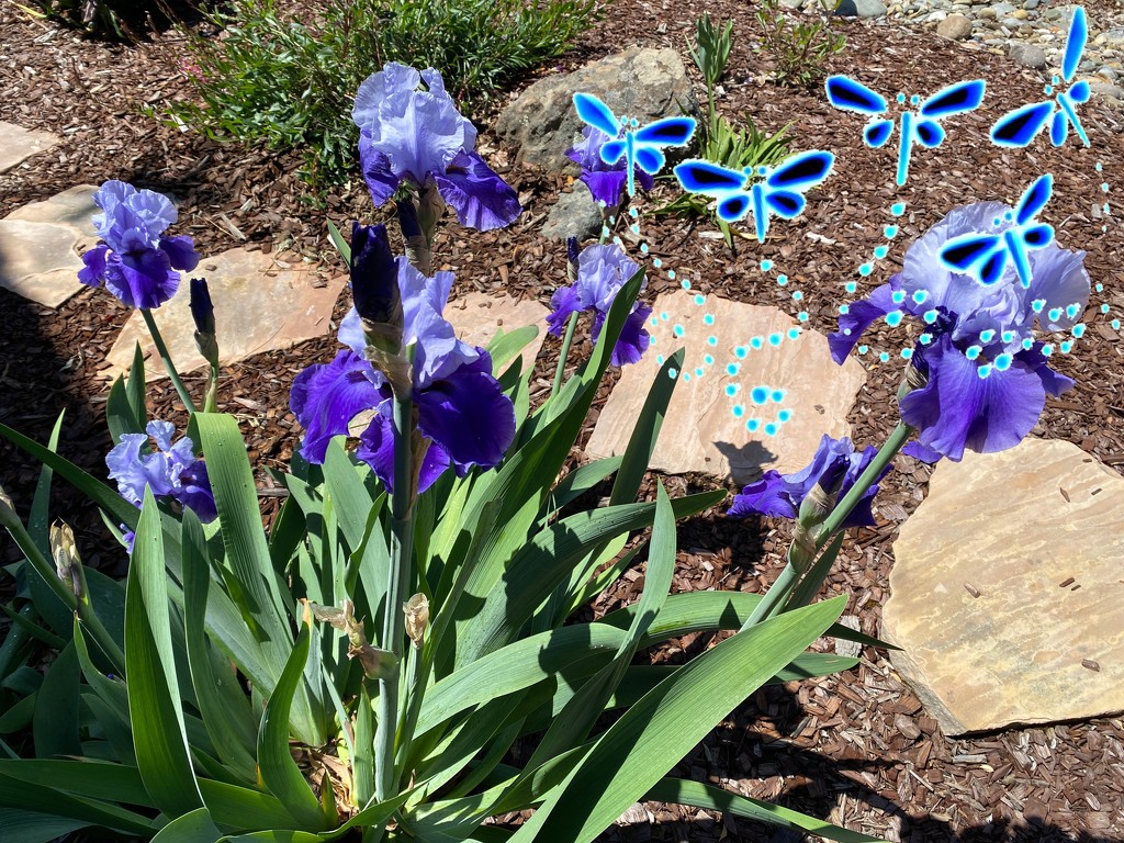 WWYD blue butterflies by shutterbug49