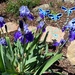 WWYD blue butterflies by shutterbug49