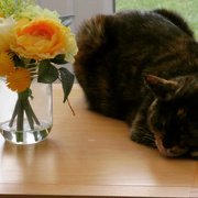 11th May 2020 - Sleeping on the table