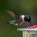Papa Hummingbird is back! by berelaxed