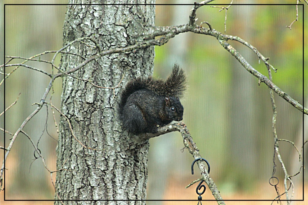 Black Squirrel in a Gray Tree by olivetreeann