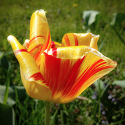 13th May 2020 - Tulip striped